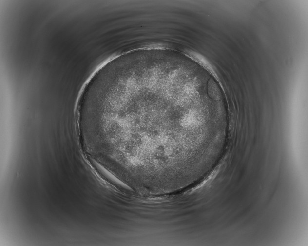 X0000086280835200704122046