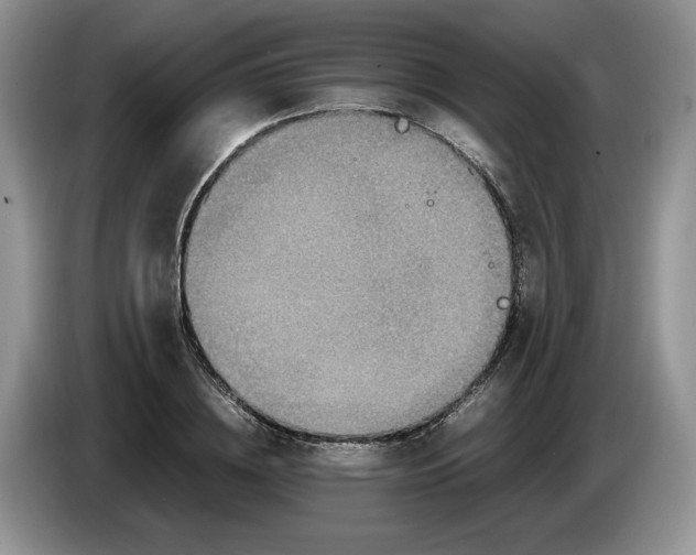 X0000086280836200704122046