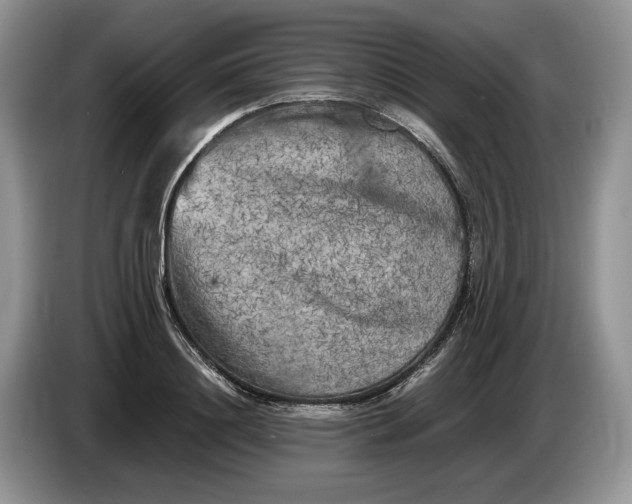 X0000086280844200704122046