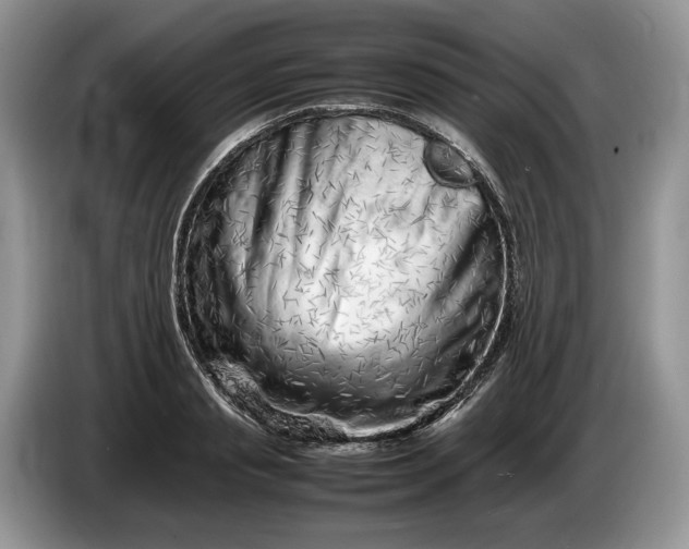 X0000086280845200704122046