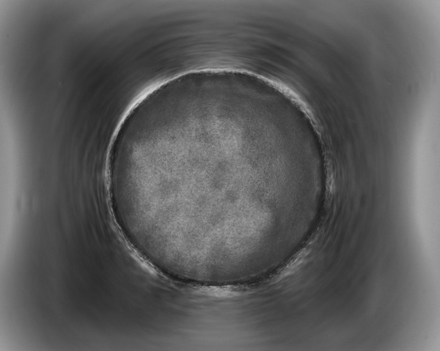 X0000086280990200704122044