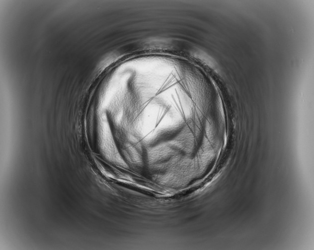 X0000086281025200704122043