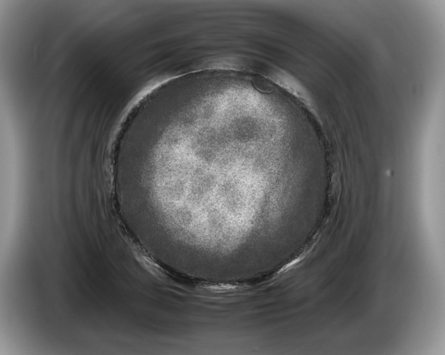 X0000086281027200704122043