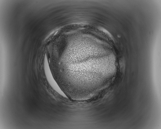 X0000086281064200704122043