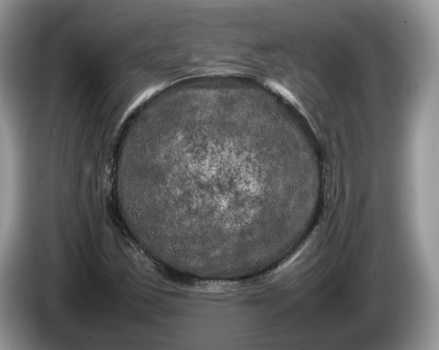 X0000086281163200704122042