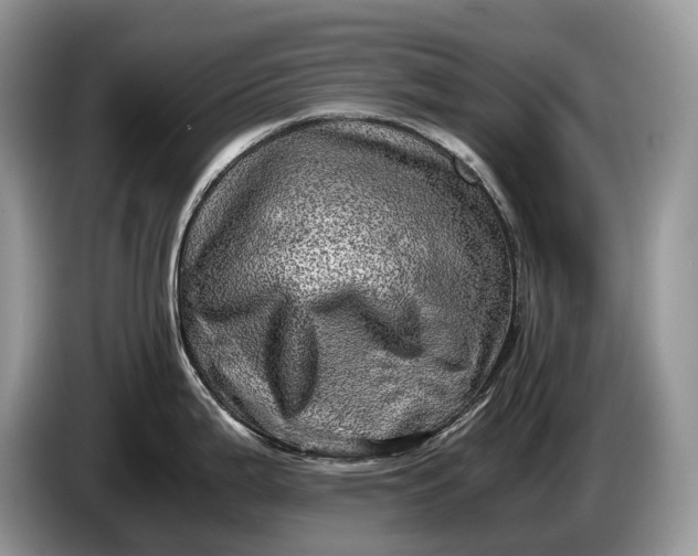 X0000086281199200704122042