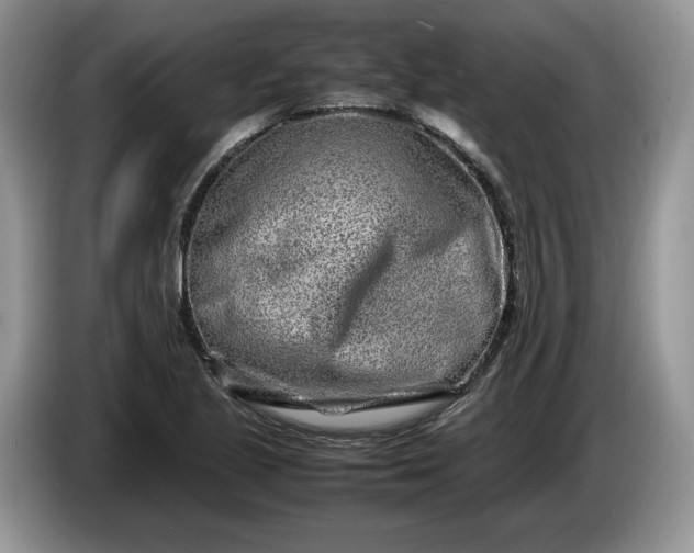 X0000086281221200704122041