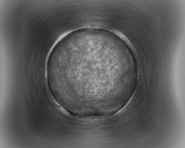 X0000086281232200704122041