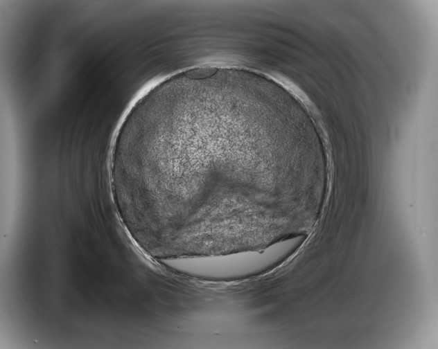 X0000086281248200704122041