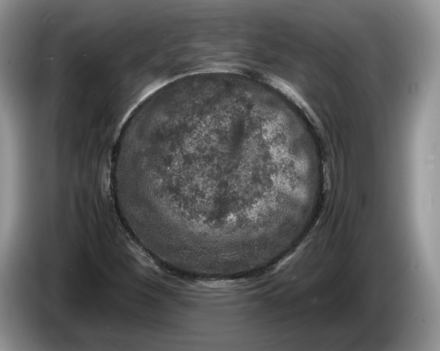 X0000086281260200704122041