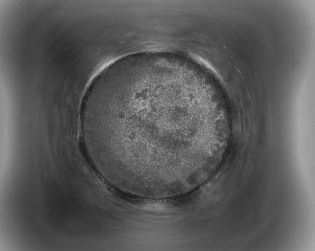 X0000086281267200704122041