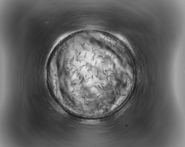 X0000086281280200704122041