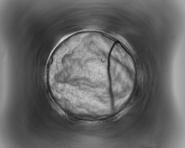 X0000086281292200704122040