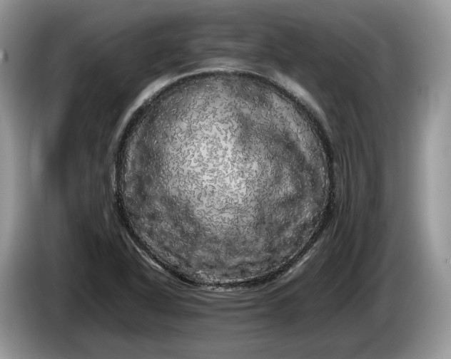 X0000086281318200704122040