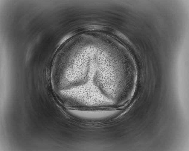 X0000086281321200704122040