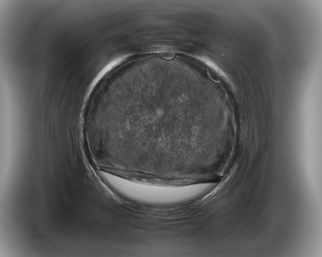 X0000086281325200704122040