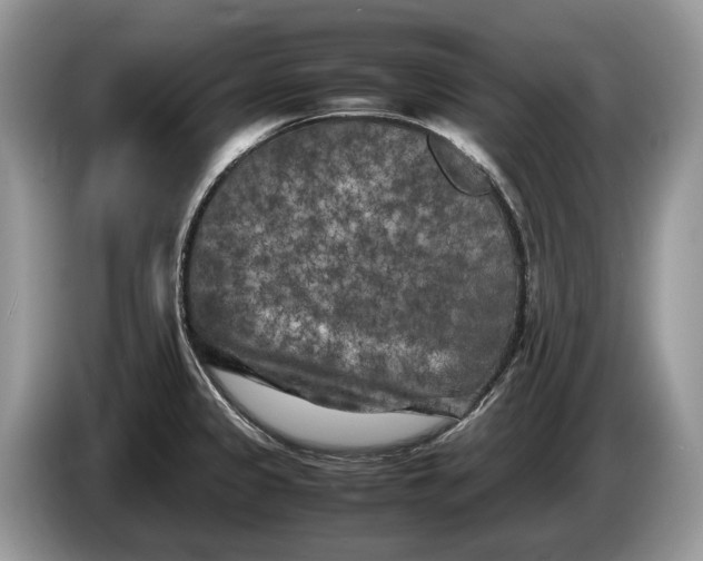 X0000086281333200704122040