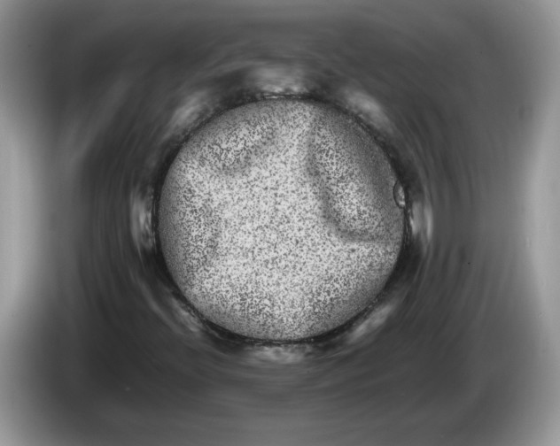 X0000086281396200704122039