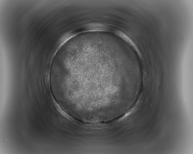 X0000086281417200704122039