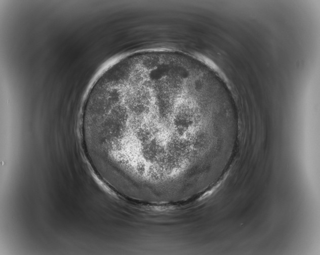 X0000086281421200704122039