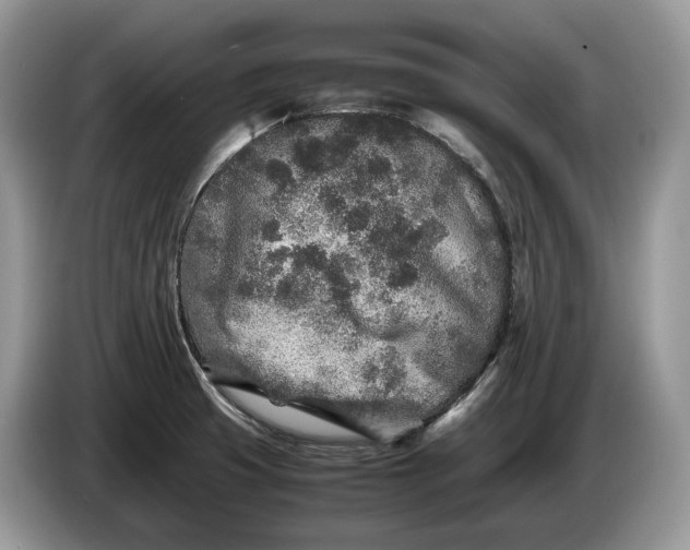 X0000086281425200704122039