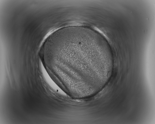 X0000086281459200704122038