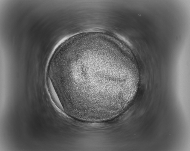 X0000086281471200704122038