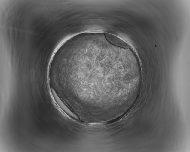 X0000086281488200704122038