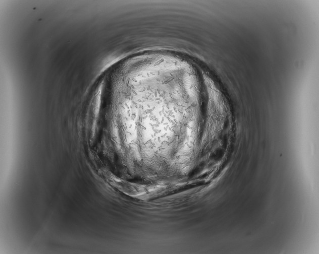 X0000086281505200704122038