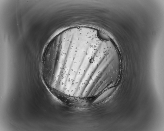 X0000086281525200704122038