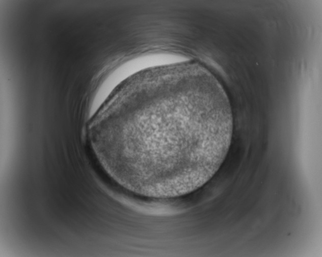 X0000086280020200704191955