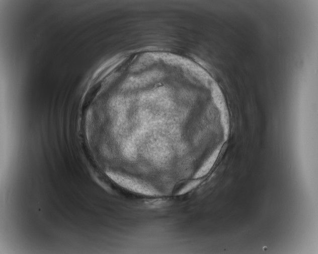 X0000086280050200704191954