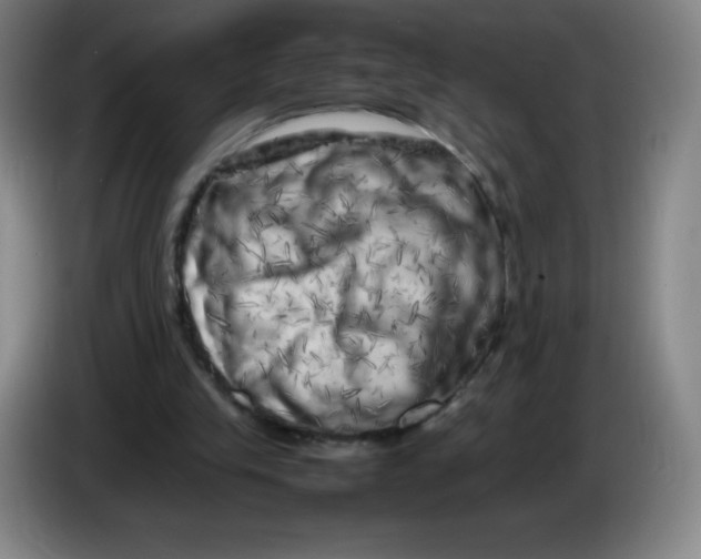 X0000086280245200704191952