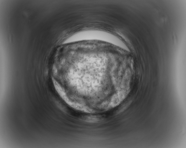 X0000086280261200704191952