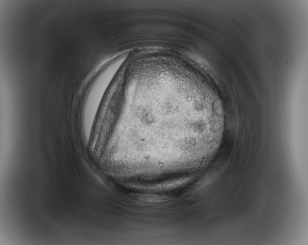 X0000086280347200704191951