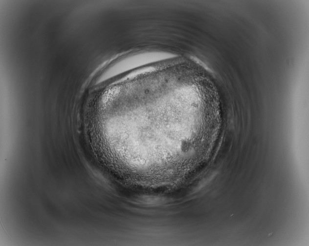 X0000086280351200704191951