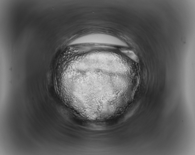 X0000086280359200704191951