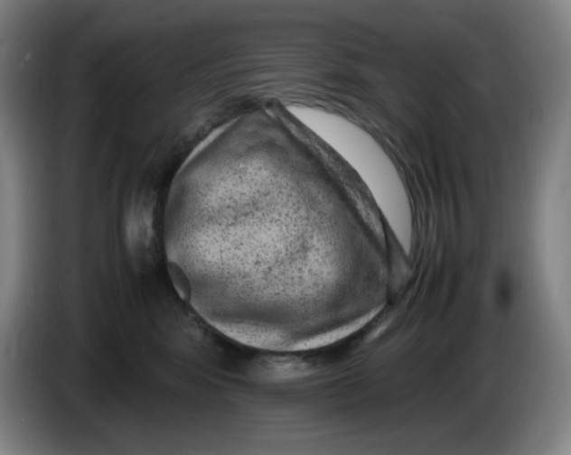 X0000086280424200704191950