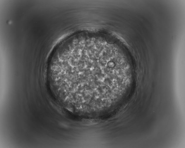 X0000086280679200704191946