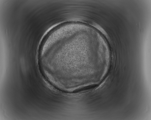 X0000086281020200704191941