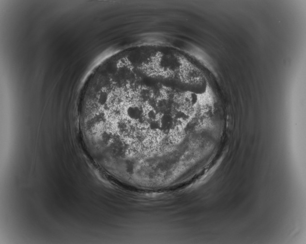 X0000086281117200704191940