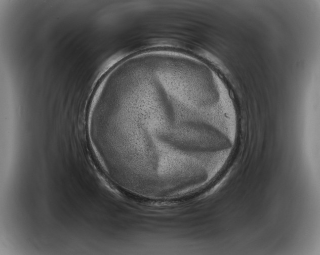 X0000086281129200704191940