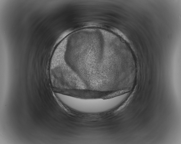 X0000086281137200704191940