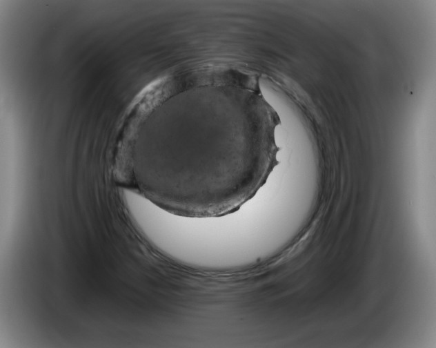 X0000086281210200704191939