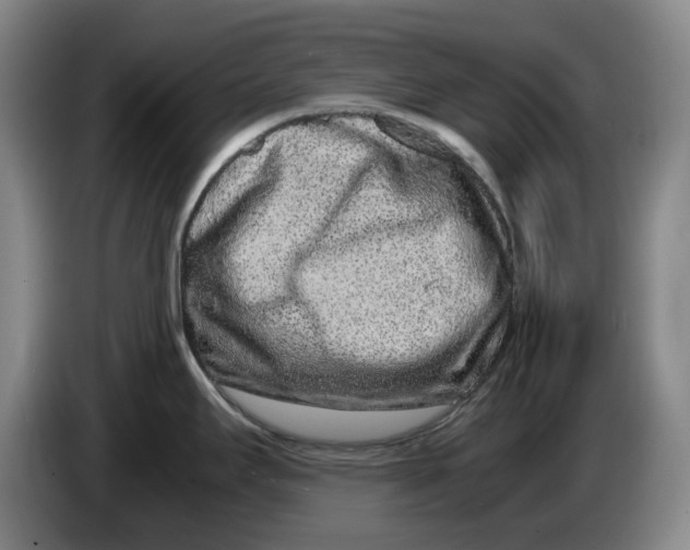 X0000086281295200704191938