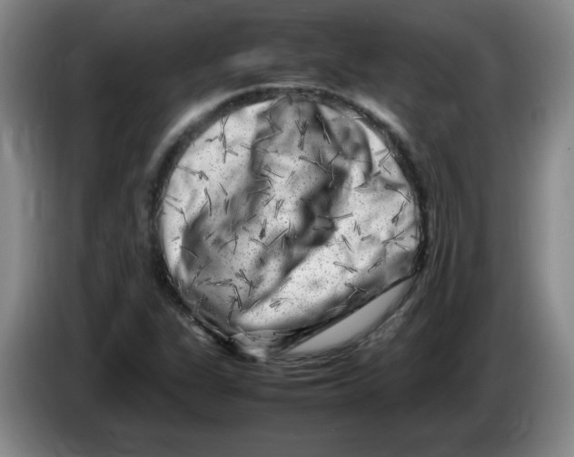 X0000086281311200704191938