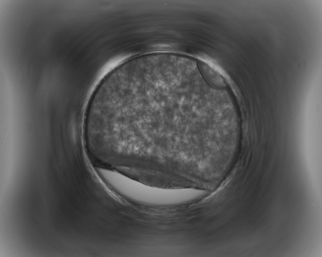 X0000086281333200704191938