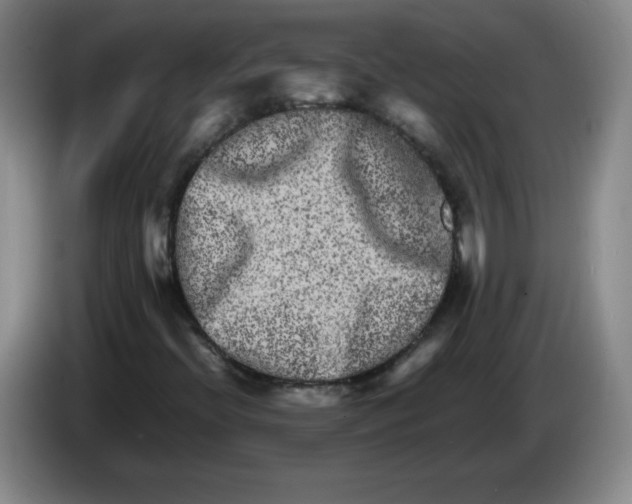 X0000086281396200704191936