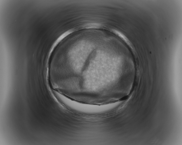 X0000086281418200704191936