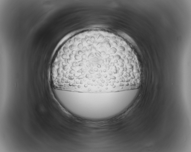 X0000086281420200704191936